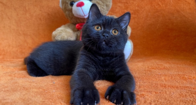 Британский котёнок